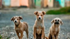 Une étudiante crée des croquettes contraceptives pour éviter la mort de nombreux chiens errants