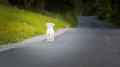 Une vidéo virale déchirante montre un chien poursuivant une voiture qui l’abandonne