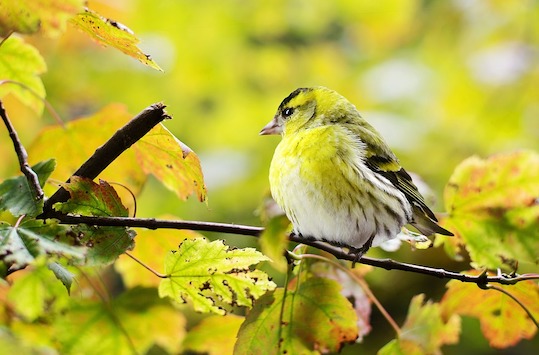 90% des pertes concernent 12 familles d'oiseaux, dont des moineaux et bruants, des parulines, des merles ou encore le chardonneret jaune. (Photo d'illustration : Pixabay)