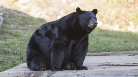 De retour à la maison, cet homme est surpris de découvrir un gigantesque ours noir faisant la sieste sur le seuil de sa porte