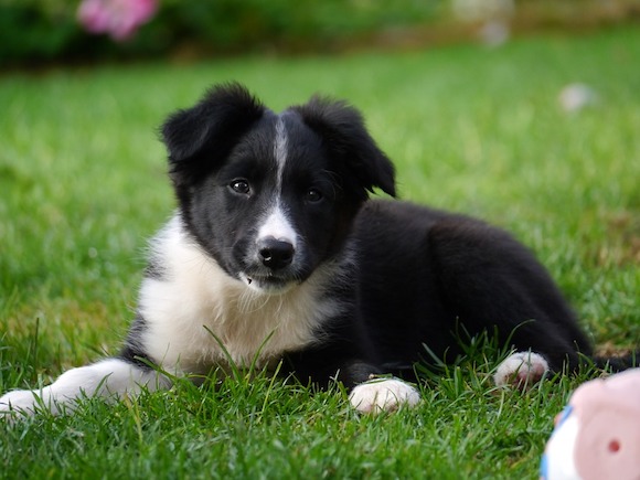 Kinder, un border collie de 4 mois, a perdu la vie parce qu'il aboyait. (Photo d'illustration : Pixabay).