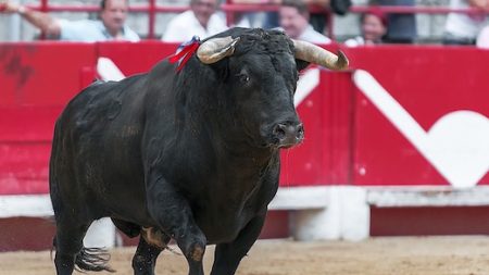 Un taureau saute dans les gradins et fait plusieurs blessés graves