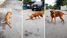 Regardez : un chien intelligent agit comme s’il avait une patte infirme pour avoir de la nourriture – mais en fait, il se moque de vous!