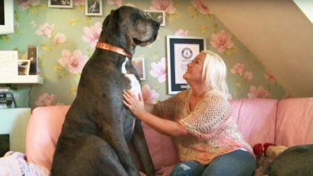 Un Danois de plus de 2 mètres de haut, nommé Freddy établit le record Guinness du «plus grand chien du monde»