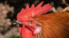 Pas-de-Calais : le coq Maurice a été retrouvé mort ce mercredi matin