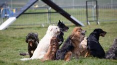 Un homme visite des refuges pour demander les chiens dont personne ne veut et finit par adopter 10 vieux chiens