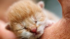 Alsace : agacé par un chaton qui faisait ses besoins dans son jardin, il le noie sous les yeux de sa propriétaire