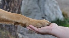 Une femme prend en photo l’attitude d’un officier de police envers deux chiens en bord de route