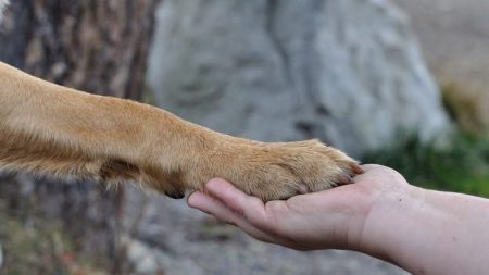 Une femme prend en photo l’attitude d’un officier de police envers deux chiens en bord de route