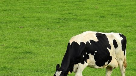 Les pompiers sauvent une vache enlisée dans la vase