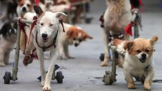 Des chiens handicapés, sauvés de la rue, sont fous de joie avec leurs nouveaux fauteuils roulants