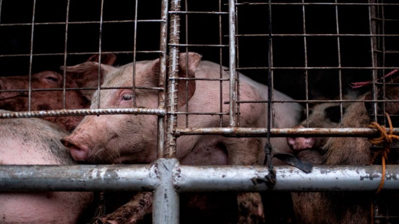 Des porcs dans un camion à Manille, aux Philippines, le 21 décembre 2018. (Noel Celis/AFP/Getty Images)