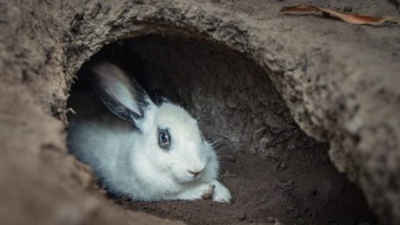 Un terrier de lapin dans le champ d’un fermier mène à un mystérieux réseau de cavernes