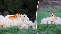 Vidéo : Un chien de berger se lie d’amitié avec un mouton et monte sur son dos