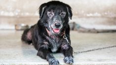 Un chien allergique aux humains peut recevoir de l’amour grâce à un traitement qui soulage sa souffrance