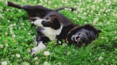 Un chien devient fou quand il retrouve sa propriétaire après avoir été perdu pendant 2 ans