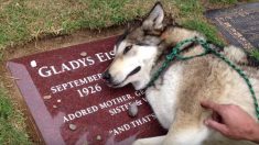 Ce chien-loup ne peut s’arrêter de sangloter devant la tombe de sa maîtresse – reconnaissant à jamais