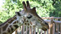 En phase terminale, un gardien de zoo rend une dernière visite aux girafes, qui l’embrassent en guise d’adieu