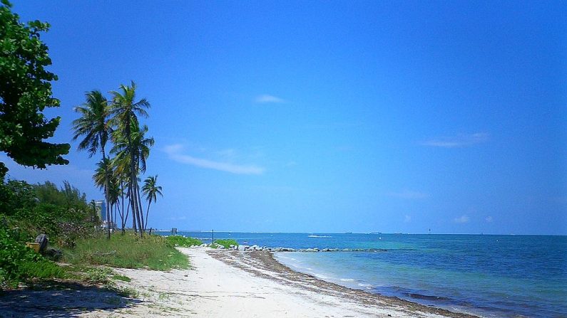 Une plage de Virginia Key (Wikimedia Commons)