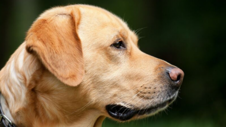 Devant l’hôpital, un chien attend depuis 2 ans son maître qui n’en sortira jamais