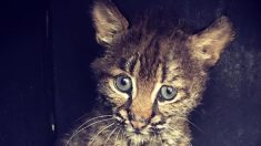 Elle pensait recueillir un chaton, c’était en réalité un lynx