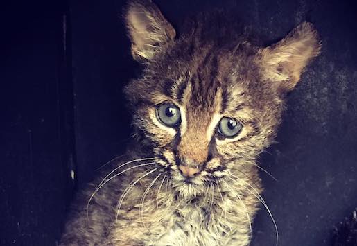 Arwen, le petit lynx. (Photo crédit Facebook/ For Fox Sake Wildlife Rescue)