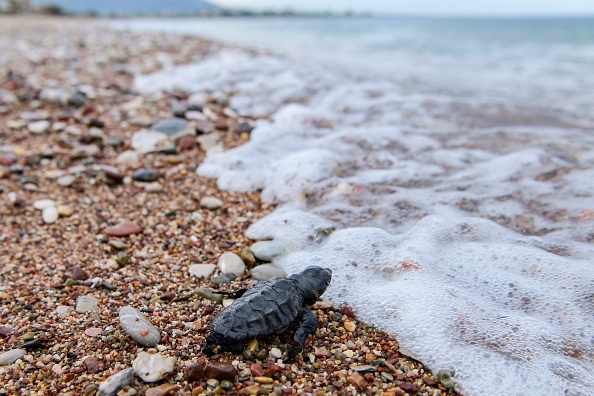 -Un nouveau-né, tortue caouannese dirige vers la mer après s'être libéré de leurs coquilles d'œufs sur une plage de Kyparissia, dans le sud-ouest de la Grèce, le 23 septembre 2019. Photo ARIS MESSINIS / AFP / Getty Images.