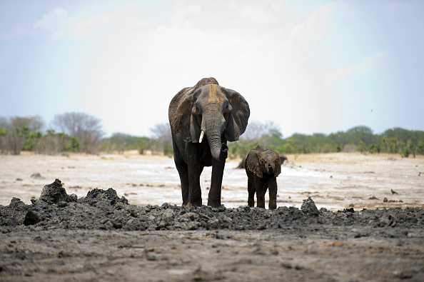 Illustration (MARTIN BUREAU/AFP/Getty Images)