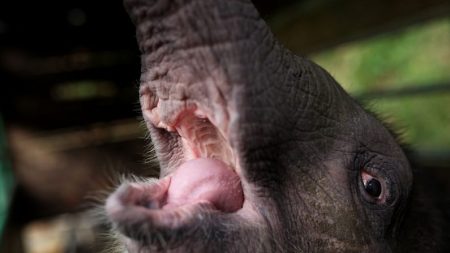 Ils attachent un éléphant pygmée de Bornéo, lui tirent 70 balles à bout portant, puis lui retirent ses défenses