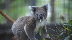 Australie: des centaines de koalas auraient péri dans un incendie