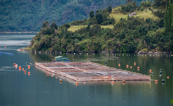 -Une ferme salmonicole d'eau de mer sur le lac Tagua à Puerto Montt, dans le sud du Chili, prise le 18 octobre 2016. Photo MARTIN BERNETTI / AFP / Getty Images.