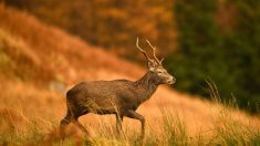 Un chasseur a été encorné à de multiples reprises par le cerf qu’il pensait avoir abattu et tué