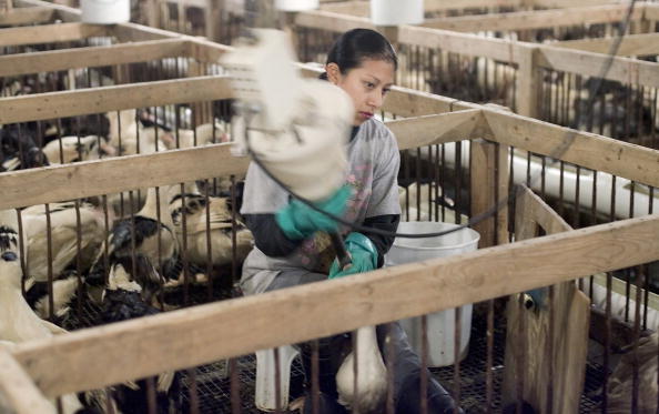 Machine d'alimentation forcée pour gaver les canards à Hudson Valley Foie Gras à Ferndale, New York. (Photo : Stephen Chernin/Getty Images)