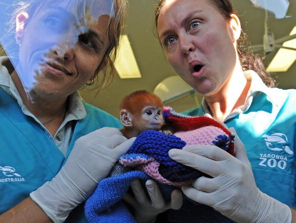 -Des gardiens de primate présentent un bébé, François Langur à travers la vitrine de l'Hôpital de la faune du zoo de Taronga à Sydney. Une espèce en voie de disparition nommé mangeurs de feuilles, vivant toujours dans la région karstique calcaire du nord-est du Vietnam. Photo TORSTEN BLACKWOOD / AFP / Getty Images.