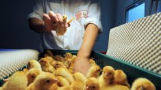 Agriculture : le broyage des poussins mâles interdit fin 2021