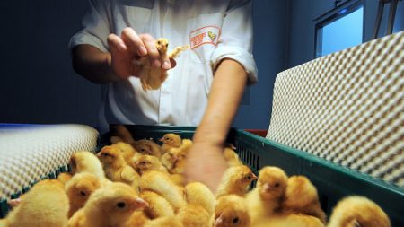 Le broyage des poussins mâles est désormais interdit en France