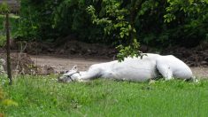 La vidéo d’un gitan donnant un coup de pied à la tête d’un cheval met en colère la communauté locale en Angleterre