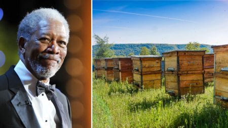 Afin de sauver les abeilles à miel, l’acteur Morgan Freeman consacre son ranch de 50 ha à l’apiculture