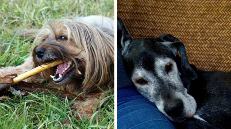 Une femme transforme sa maison en refuge pour chiens âgés afin qu’ils passent leurs derniers jours dans l’amour et le bonheur