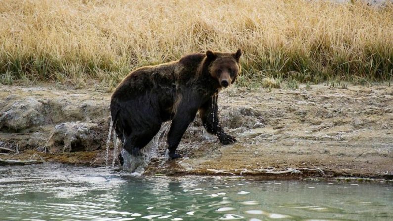 Une femelle grizzly sort du ruisseau Pelican dans le parc national Yellowstone, dans le Wyoming, le 8 octobre 2012. (Karen Bleier/AFP/GettyImages)