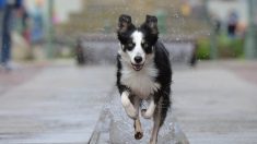 Une chienne errante affronte des voleurs et empêche une femme de se faire attaquer