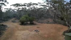 Après avoir passé plus de 3 jours perdue dans la nature sauvage, une femme est retrouvée grâce au S.O.S. qu’elle a tracé dans le sable