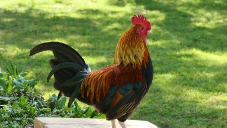 [Bayonne] Coq décapité vivant avec les dents: 80 heures de travail d’intérêt général pour l’auteur