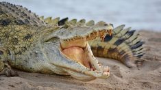 Zimbabwe : une fillette de 11 ans affronte un crocodile à mains nues