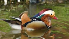 Une rencontre surprenante : une promeneuse aperçoit un canard mandarin à Saint-Brieuc