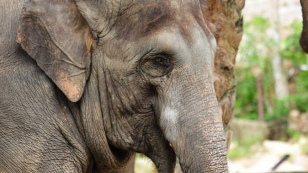 Un éléphant blessé étonne les gardes forestiers lorsqu’il se présente seul à un rendez-vous pour une intervention chirurgicale