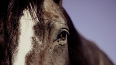 Chasse : une éleveuse découvre son cheval mort dans son pré