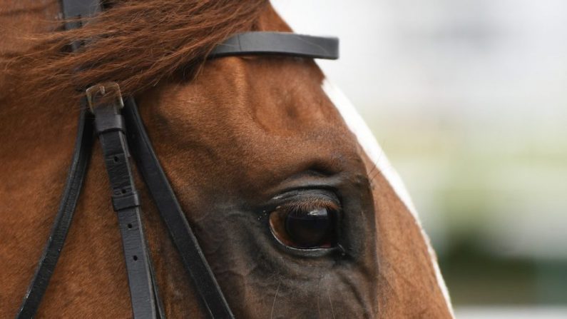 Un cheval au St Leger Festival à l'hippodrome Doncaster à Doncaster, en Angleterre, le 12 septembre 2019. (George Wood/Getty Images) 