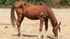 Une femme est accusée d’avoir négligé 300 animaux tels des chevaux, lapins et poulets affamés