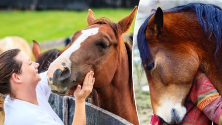 Une « thérapie par le cheval » offre aux visiteurs une expérience unique et transformatrice